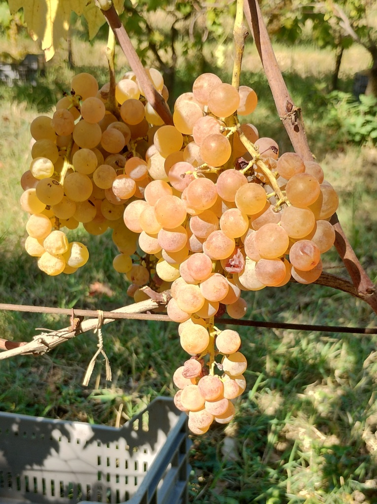 Garganega grape bunch at La Biancara on 29 Sept 2023